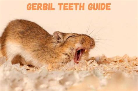 Gerbil teeth ultimate guide - How many? How big? How to check? | Din a4