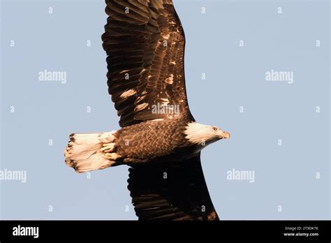 North American Bald Eagle Stock Photo - Alamy