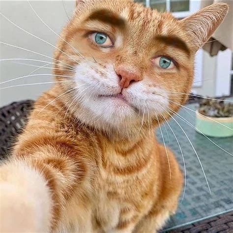 I put human eyes on this cat : r/pics