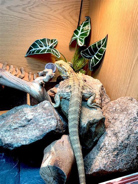 Does my bum look big in this? : r/BeardedDragons