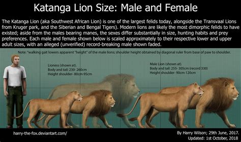 katanga lion  lioness size  harry  fox  deviantart