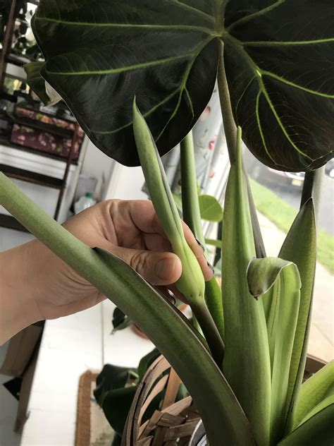 elephant ears flower 7