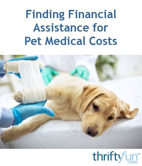 finding financial assistance  pet medical costs thriftyfun