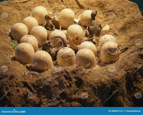 Dinosaur Egg Replica at Natural History Museum in London Stock Image ...