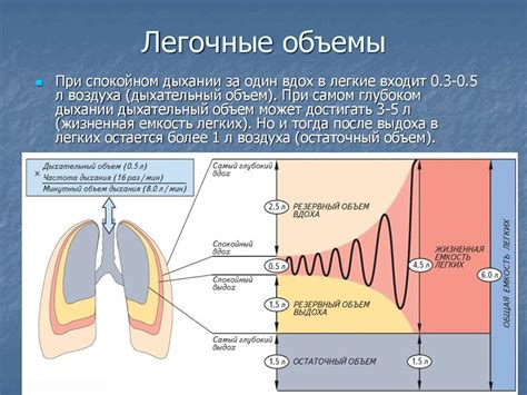 Дыхательный объем, норма жизненной емкости легких человека, частота ...