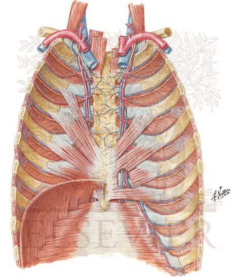 Thoracic Wall Anatomy