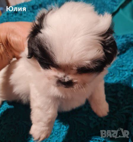 БЯЛО Мини пекинезче в Пекинез в гр. София - ID40433602 — Bazar.bg