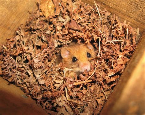 Can dormouse nests reveal more about their behaviour - PTES
