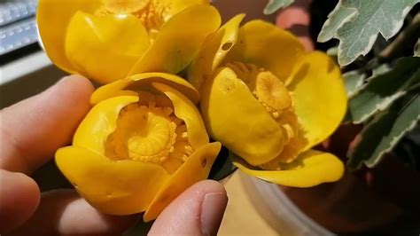 Кубышка малая (Nuphar pumila). строение цветка этой речной кувшинки ...