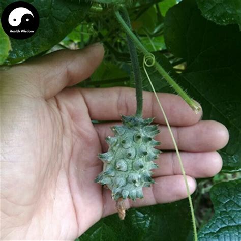 Buy Kiwano Fruit Semente 10pcs Plant Melon Cucumis Metuliferus Kiwano ...