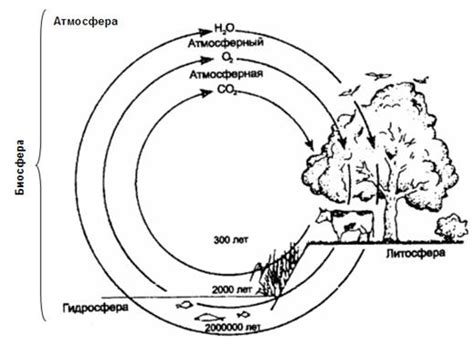 Круговороты веществ