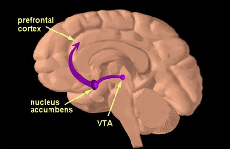 Brain basics: reward system