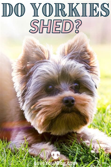 Yorkie shedding how much do yorkshire terriers shed – Artofit