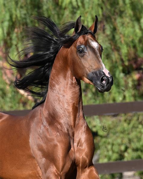 Grand Marshall AA | Aspire Arabians LLC