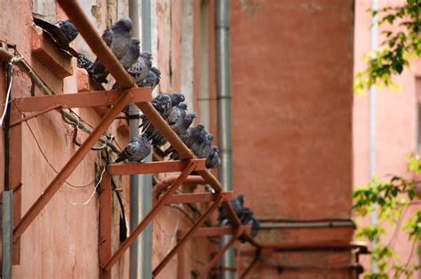 City Birds Pigeons The - Free photo on Pixabay - Pixabay