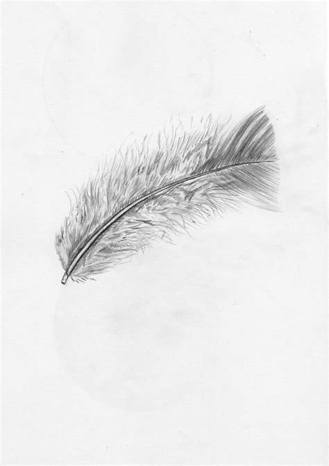 fluffy feather  bdn  deviantart