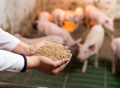 Practical grinding guidelines for pig feeds - Nuevo - Wide range of ...