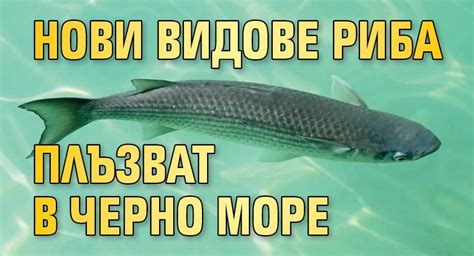 Нови видове риба плъзват в Черно море - Lupa BG