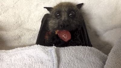 Bat GIF - Find & Share on GIPHY