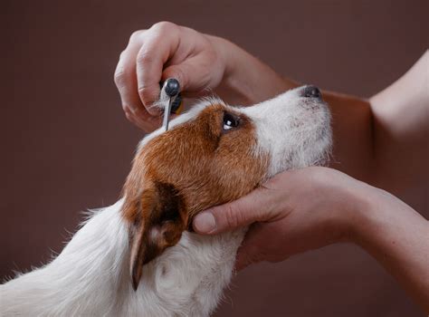 Grooming Tips & Tools | Pet Care | Mad Paws Blog