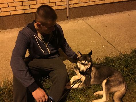 Real Siberian Husky? - Husky General - Husky Owners - The Siberian ...