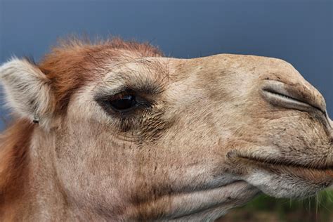 Camel Animal Face - Free photo on Pixabay - Pixabay