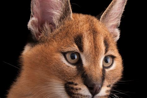 Caracal Wallpapers - Top Free Caracal Backgrounds - WallpaperAccess