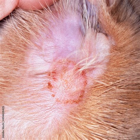 Microsporum Canis Dog