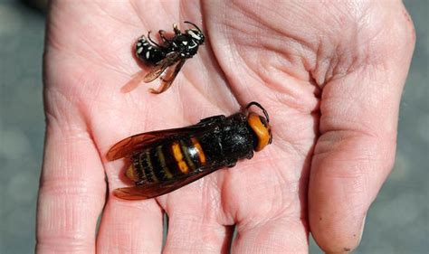 Murder Hornets size: HUGE hornets the size of a thumb can chew through ...