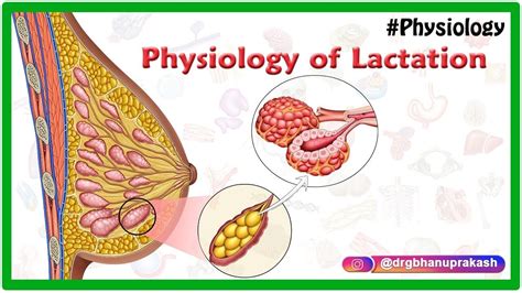 Physiology of Lactation Animation - YouTube