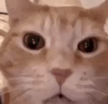 cat laughing cat laughing meme gif cat laughing cat laughing meme