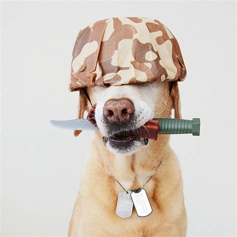 funny ideas  dress   pet