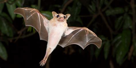 Bat Barns - Press Office - Newcastle University