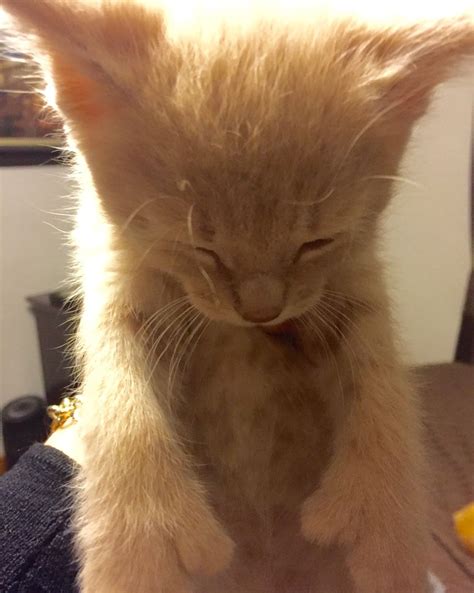 Buff kitten triple paw