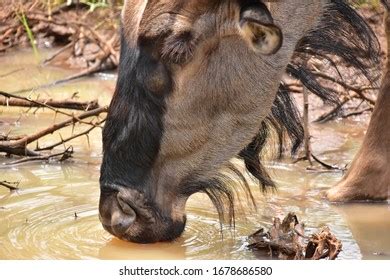 796 Wildebeest Drinking Water Images, Stock Photos & Vectors | Shutterstock