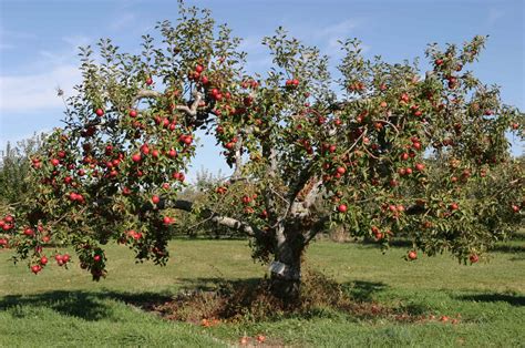 prune  apple tree  garden  eaden