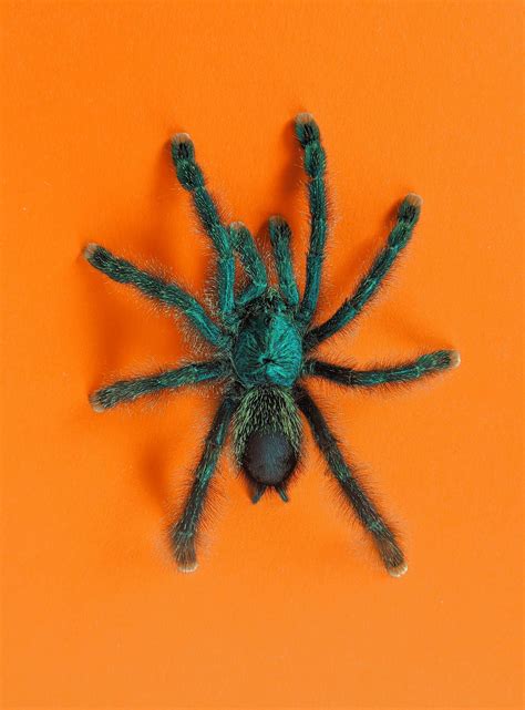 The Most Dangerous Spiders in Newcastle - Newcastle Pest Exterminators