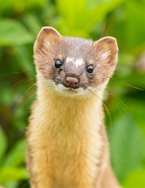 Weasel