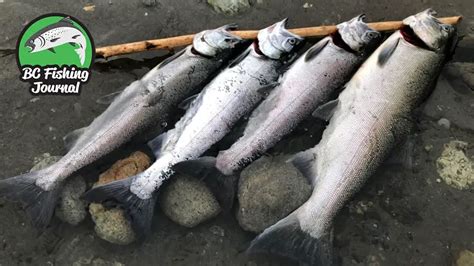 Epic Salmon Fishing Season, Setups & Videos - BC Fishing Journal