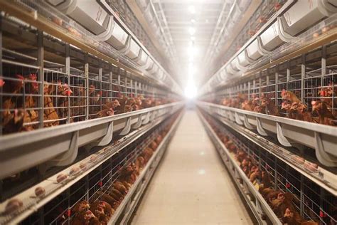 comprehensive guide  poultry cage systems