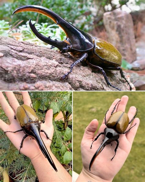 Can an insect’s strength rival that of larger animals? 🤔 The Hercules