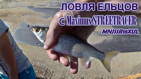 ЛОВЛЯ ЕЛЬЦОВ с Maximus STREETRACER MNJSSR18XUL - YouTube