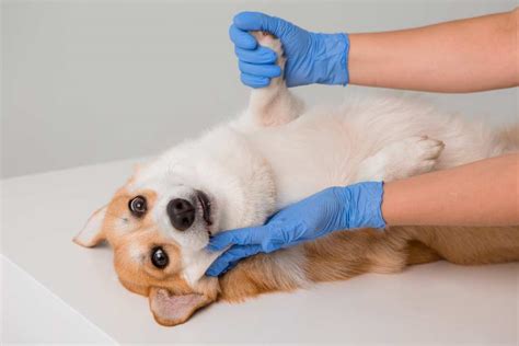 Degenerative Myelopathy (DM) In Corgis: Signs & Testing - Corgi Care