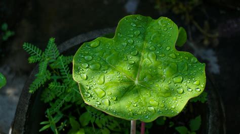 free sophie rain porn 4