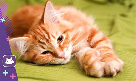 😿Демодекоз у кошек: отчего возникает и передается ли человеку | Нос ...