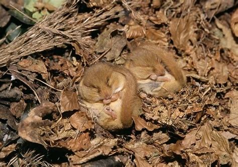 Common Dormouse 2 hibernating available as Framed Prints, Photos, Wall ...