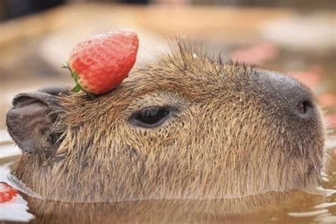 Funny and Cute Capybara Pet Illustration and Accessories | Капибары