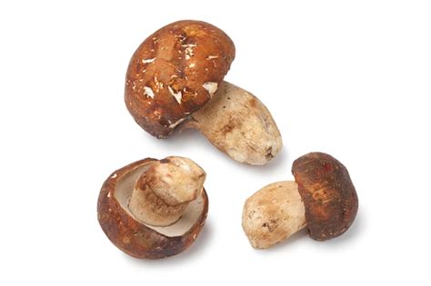 Premium Photo | Porcini mushrooms