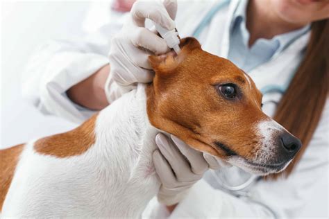How To Cure A Ear Infection On A Dog