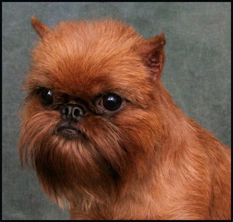brussels griffon.... I am laughing at his haircut. | Brussels griffon ...